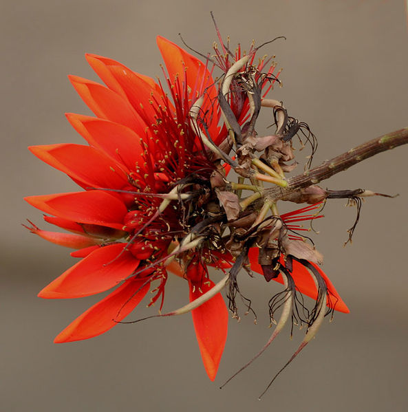 Deigo, the official flower of Okinawa Prefecture.