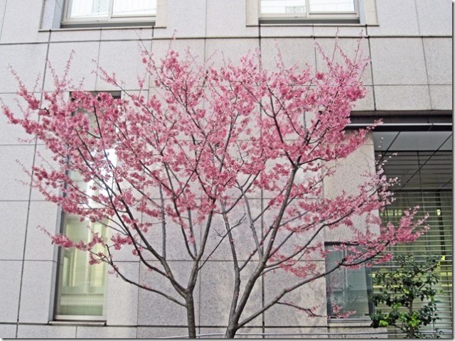 The next day, we went to a district just north of the Chuo line’s Shinanomachi train station in central Tokyo.... 3 stops from the Shinjuku train station.  We were surprised to find on a side street in between two office buildings, a cherry blossom tree in full bloom.  I wondered why only this tree?